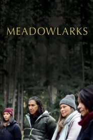Meadowlarks